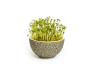 microgreens